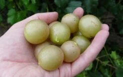 Summit Muscadine - 1 Gallon Pot -Plant Discount Store 10470 summit muscadine