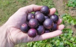 Nesbitt Muscadine Grape Vine - 1 Gallon Pot -Plant Discount Store 10547 nesbitt muscadine