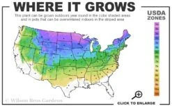 Spiral Dwarf Alberta Spruce Topiary - 2 Gallon Pot -Plant Discount Store 3a 8a 15