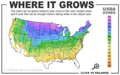 Cats Pajamas Catmint - 1 Gallon Pot 9 Cats Pajamas Catmint - 1 Gallon Pot -Plant Discount Store 3a 8b 20