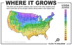 Blue Dancer Clematis - 1 Gallon Pot 12 Blue Dancer Clematis - 1 Gallon Pot -Plant Discount Store 3a 9b 18