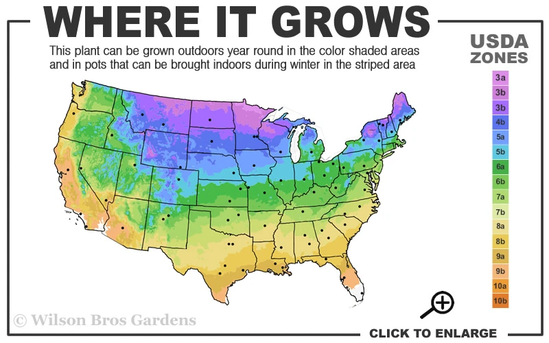 Woodward Globe American Arborvitae - 3 Gallon Pot 5 Woodward Globe American Arborvitae - 3 Gallon Pot - Image 3