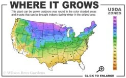 Grancy Graybeard - White Fringe Tree - 7 Gallon Pot (2-3') -Plant Discount Store 3b 9a 1