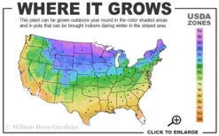 Hollywood Torulosa Juniper - 7 Gallon Pot (5-6') -Plant Discount Store 3b 9b 1