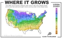 Ice Breaker Korean Fir (Single Trunk Topiary) - 3 Gallon Pot 9 Ice Breaker Korean Fir (Single Trunk Topiary) - 3 Gallon Pot -Plant Discount Store 4A 8B 46