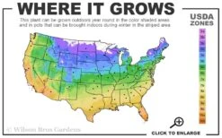 Giselle Clematis - 1 Gallon Pot -Plant Discount Store 4a 11 4