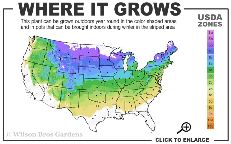 Bloomerang Dark Purple Lilac - 3 Gallon Pot 5 Bloomerang Dark Purple Lilac - 3 Gallon Pot - Image 3
