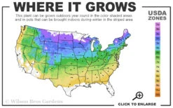 Mandarin Lights Cold Hardy Azalea (Rhododendron) - 3 Gallon Pot (2-3') -Plant Discount Store 4a 8b 17