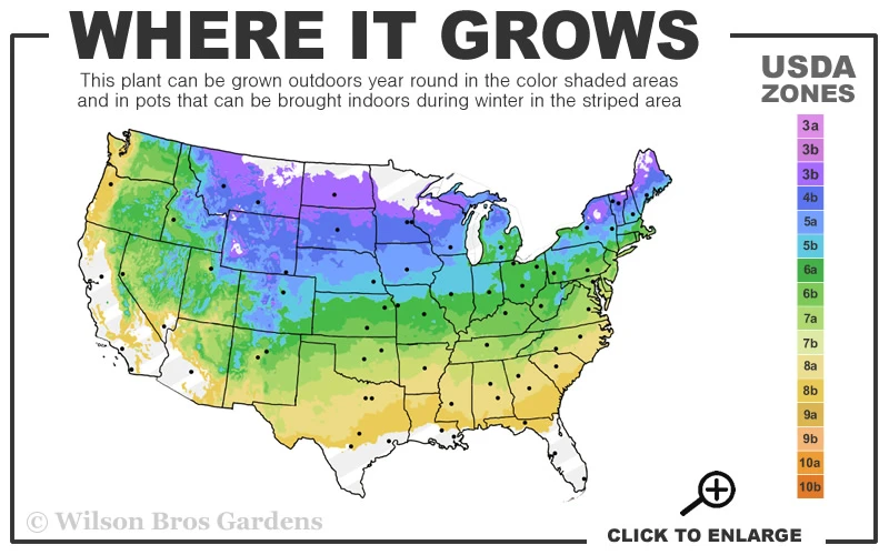 Lemon Balm Plant - 1 Gallon Pot 5 Lemon Balm Plant - 1 Gallon Pot - Image 3