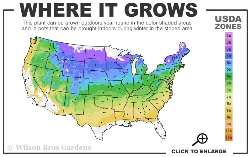 Blue Star Juniper Tree (Single Trunk Topiary) - 1 Gallon Pot 5 Blue Star Juniper Tree (Single Trunk Topiary) - 1 Gallon Pot - Image 3