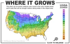 Miranda Climbing Hydrangea - 12" Pot -Plant Discount Store 4a 9a 3