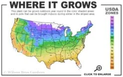 Bloomstruck Endless Summer Hydrangea - 2 Gallon Pot 10 Bloomstruck Endless Summer Hydrangea - 2 Gallon Pot -Plant Discount Store 4a 9b 10