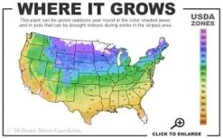 Guiding Promise Clematis - 1 Gallon Pot -Plant Discount Store 4a 9b thumbnail 3