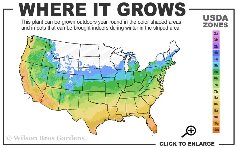 Sweet Mademoiselle Hybrid Tea Rose - 3 Gallon Pot 5 Sweet Mademoiselle Hybrid Tea Rose - 3 Gallon Pot - Image 3