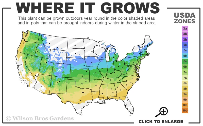 Yuki Cherry Blossom Deutzia - 3 Gallon Pot 5 Yuki Cherry Blossom Deutzia - 3 Gallon Pot - Image 3