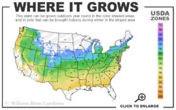 Blue Shadow Fothergilla - 3 Gallon Pot 12 Blue Shadow Fothergilla - 3 Gallon Pot -Plant Discount Store 5a 8b 34