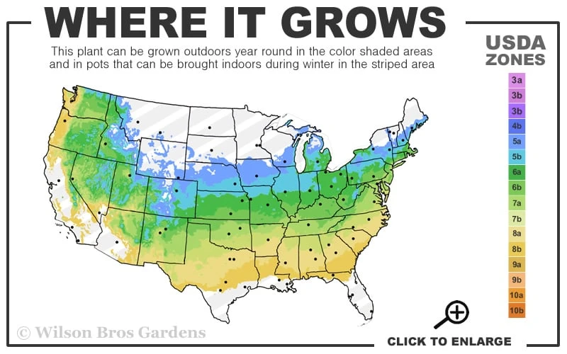 Lucy Rose Of Sharon (Single Trunk Tree) - 7 Gallon Pot (4-5') 5 Lucy Rose Of Sharon (Single Trunk Tree) - 7 Gallon Pot (4-5') - Image 3