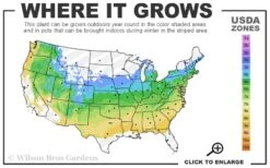 Hilda Niblett Azalea - 1 Gallon Pot 12 Hilda Niblett Azalea - 1 Gallon Pot -Plant Discount Store 5a 8b 5