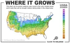 Elizabeth Magnolia (Tulip Tree) - 5 Gallon Pot 15 Elizabeth Magnolia (Tulip Tree) - 5 Gallon Pot -Plant Discount Store 5a 9a 4