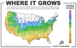 Amethyst Falls Wisteria Vine - 3 Gallon Pot 13 Amethyst Falls Wisteria Vine - 3 Gallon Pot -Plant Discount Store 5a 9b 100