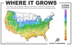 Buddleia Flutterby Petite Blue Heaven Dwarf Butterfly Bush - 3 Gallon Pot 8 Buddleia Flutterby Petite Blue Heaven Dwarf Butterfly Bush - 3 Gallon Pot -Plant Discount Store 5a 9b 64