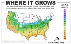 Graham Blandy Columnar Boxwood - 1 Gallon Pot -Plant Discount Store 5b 9b 3