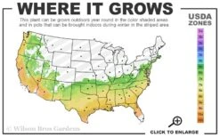 Autumn Monarch Encore Azalea - 3 Gallon Pot -Plant Discount Store 6B 9B 10