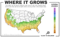 Korean Snow Cold Hardy Camellia - 3 Gallon Pot -Plant Discount Store 6B 9B 21