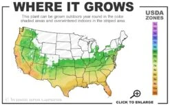 Winter's Waterlily Cold Hardy Camellia - 3 Gallon Pot -Plant Discount Store 6a 10b 1