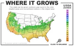 April Remembered Cold Hardy Pink Camellia Japonica - 7 Gallon Pot 8 April Remembered Cold Hardy Pink Camellia Japonica - 7 Gallon Pot -Plant Discount Store 6a 10b 2