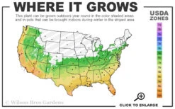 Cab Sav Cold Hardy Eucalyptus Tree (Eucalyptus Rubida) - Quart Pot 9 Cab Sav Cold Hardy Eucalyptus Tree (Eucalyptus Rubida) - Quart Pot -Plant Discount Store 6a 11 1