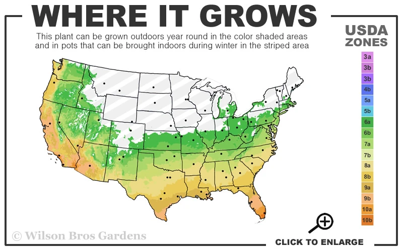 Mayhaw Tree (Crataegus Astivalis) - 5 Gallon Pot 4 Mayhaw Tree (Crataegus Astivalis) - 5 Gallon Pot - Image 2