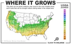 Dwarf Variegated Boxwood - 6 Pack Of 1 Gallon Pots 10 Dwarf Variegated Boxwood - 6 Pack Of 1 Gallon Pots -Plant Discount Store 6a 8b 15