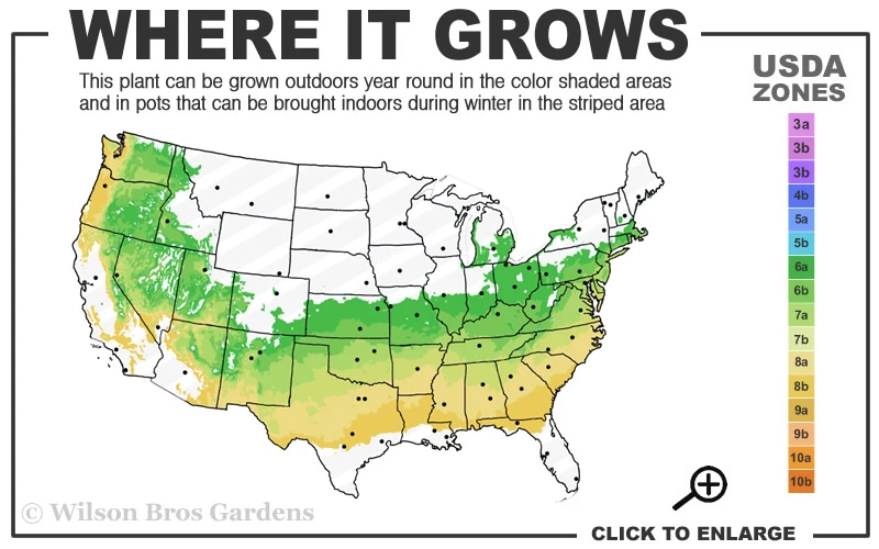 Justin Brouwers Dwarf Boxwood - 1 Gallon Pot 5 Justin Brouwers Dwarf Boxwood - 1 Gallon Pot - Image 3
