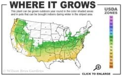 Schip Laurel (Prunus Laurocersasus 'Schipkaensis') - 6 Pack Of 1 Gallon Pots 10 Schip Laurel (Prunus Laurocersasus 'Schipkaensis') - 6 Pack Of 1 Gallon Pots -Plant Discount Store 6a 8b 25