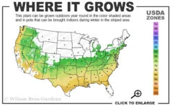 Sir Robert Dwarf Azalea - 1 Gallon Pot 10 Sir Robert Dwarf Azalea - 1 Gallon Pot -Plant Discount Store 6a 9a