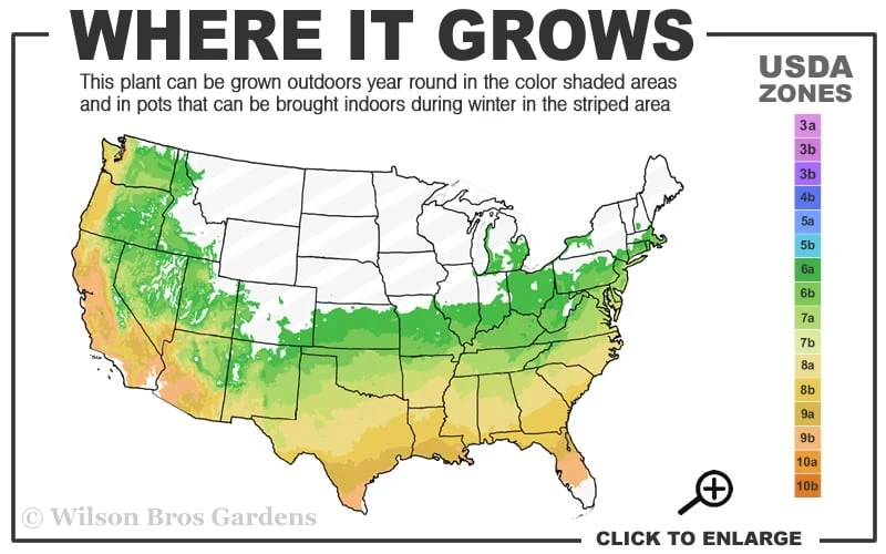 Japanese Plum Yew Tree (Cephalotaxus Harringtonia) - 3 Gallon Pot 5 Japanese Plum Yew Tree (Cephalotaxus Harringtonia) - 3 Gallon Pot - Image 3