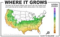 Lawrence Crocker Dwarf Daphne - 1 Gallon Pot 9 Lawrence Crocker Dwarf Daphne - 1 Gallon Pot -Plant Discount Store 6a 9b 79