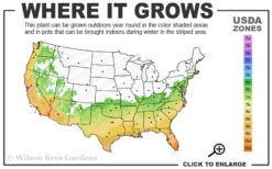 Blood Of China Fragrant Red Camellia Japonica - 7 Gallon Pot 8 Blood Of China Fragrant Red Camellia Japonica - 7 Gallon Pot -Plant Discount Store 6b 10b 1