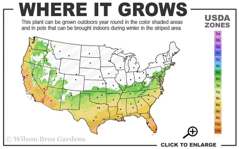 Fortune's Cold Hardy Tea Olive (Fragrant Osmanthus)- 3 Gallon Pot 5 Fortune's Cold Hardy Tea Olive (Fragrant Osmanthus)- 3 Gallon Pot - Image 3