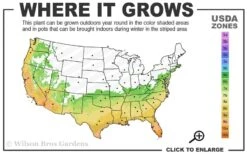 Wheeler's Cold Hardy Fragrant Tea Olive (Osmanthus) - 3 Gallon Pot 10 Wheeler's Cold Hardy Fragrant Tea Olive (Osmanthus) - 3 Gallon Pot -Plant Discount Store 6b 10b 7