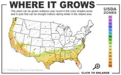 Snowbells Camellia (Camellia Transarisanensis) - 1 Gallon Pot -Plant Discount Store 7B 9B 1