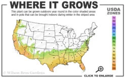 Edgeworthia Chrysantha - Paper Bush - 3 Gallon -Plant Discount Store 7a 10a 1