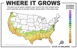 Little Gem Dwarf Southern Magnolia - 3 Gallon Pot (1.5-2.5') -Plant Discount Store 7a 10a 2