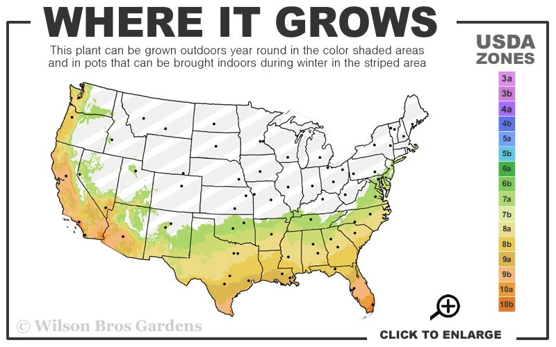 Banana Shrub - 3 Gallon Pot 5 Banana Shrub - 3 Gallon Pot - Image 3