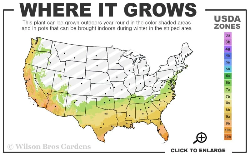Waxleaf Ligustrum - 1 Gallon Pot 5 Waxleaf Ligustrum - 1 Gallon Pot - Image 3