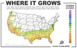 Laura Walker Camellia Japonica - 1 Gallon Pot -Plant Discount Store 7a 10b 36