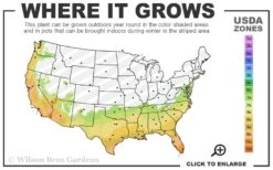 Pink Flush Variegated Tea Olive (Osmanthus Fragrans 'Yinbi Shuanghui') - 2 Gallon Pot 10 Pink Flush Variegated Tea Olive (Osmanthus Fragrans 'Yinbi Shuanghui') - 2 Gallon Pot -Plant Discount Store 7a 10b 68