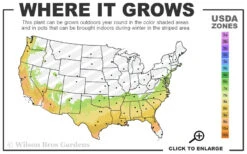 Romany Camellia Japonica - 3 Gallon Pot 7 Romany Camellia Japonica - 3 Gallon Pot -Plant Discount Store 7a 9b 40