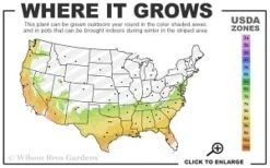 Moonlit Lace Viburnum - 3 Gallon Pot -Plant Discount Store 7a 9b thumbnail